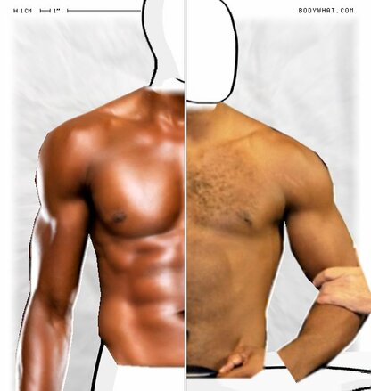 Torso Comparison