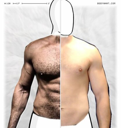 Torso Comparison