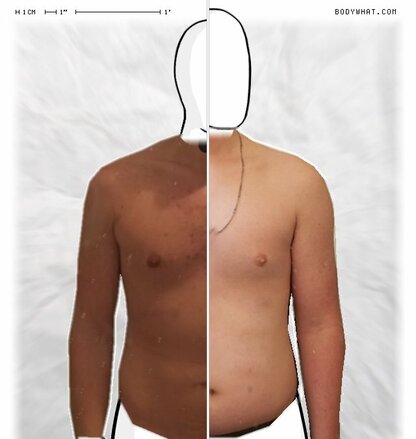 Torso Comparison