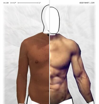 Torso Comparison