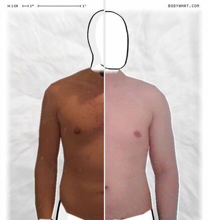 Torso Comparison