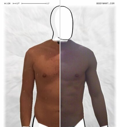 Torso Comparison