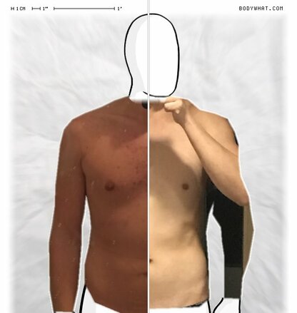 Torso Comparison