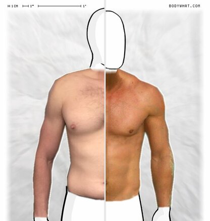 Torso Comparison