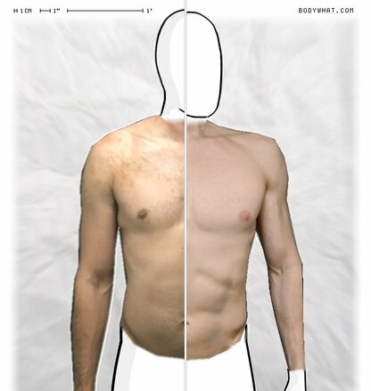 Torso Comparison
