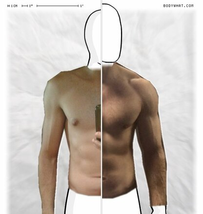 Torso Comparison