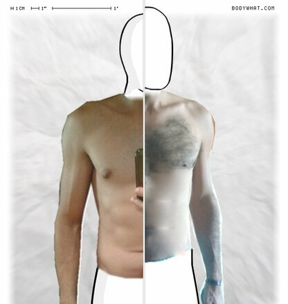 Torso Comparison