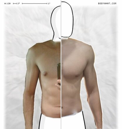 Torso Comparison