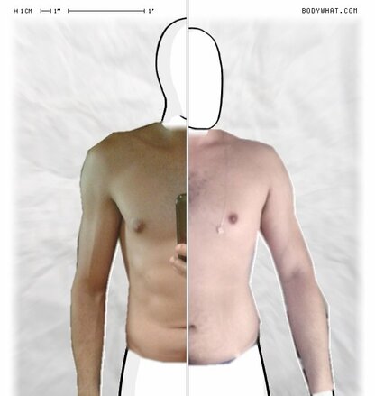 Torso Comparison