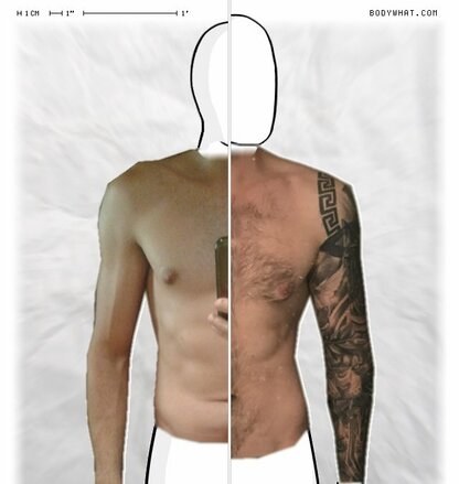 Torso Comparison