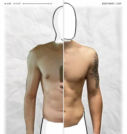 Torso Comparison
