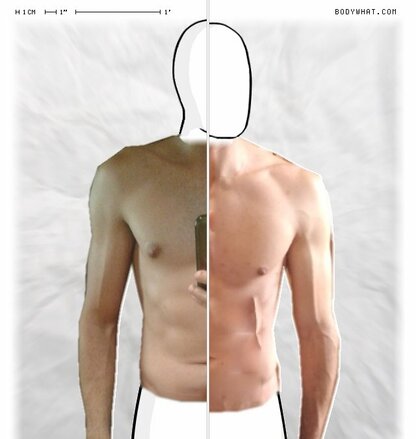 Torso Comparison