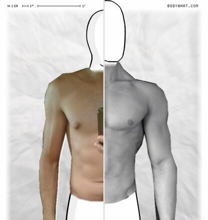 Torso Comparison