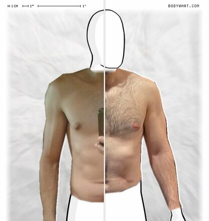 Torso Comparison