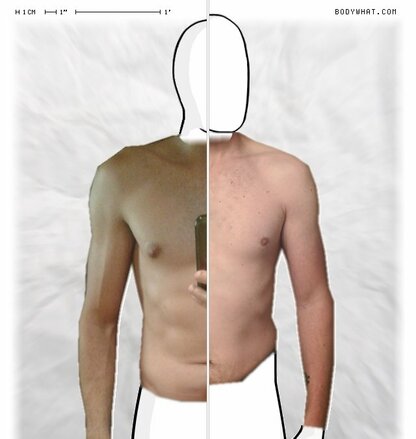 Torso Comparison