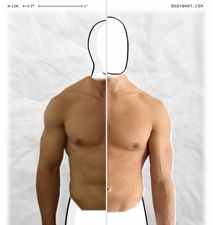 Torso Comparison