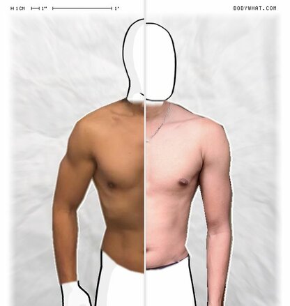 Torso Comparison