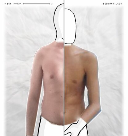 Torso Comparison