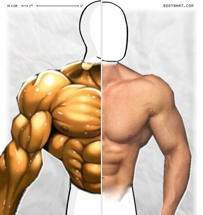 Torso Comparison