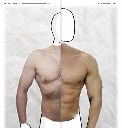 Torso Comparison