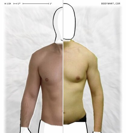 Torso Comparison