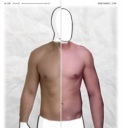 Torso Comparison