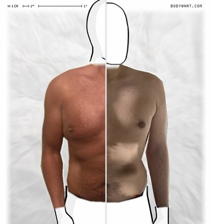 Torso Comparison