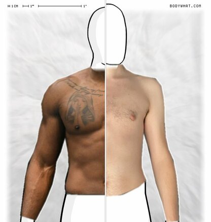 Torso Comparison