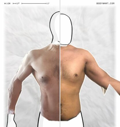 Torso Comparison