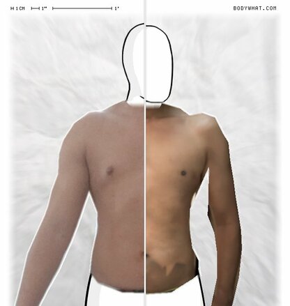 Torso Comparison