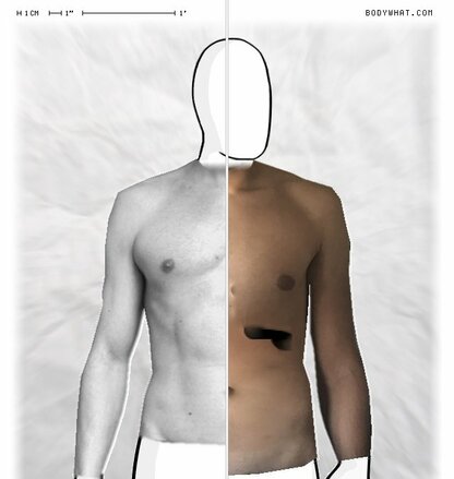 Torso Comparison