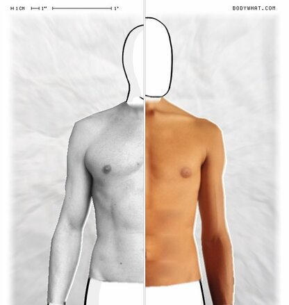 Torso Comparison