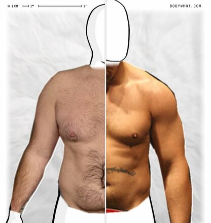 Torso Comparison