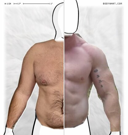 Torso Comparison