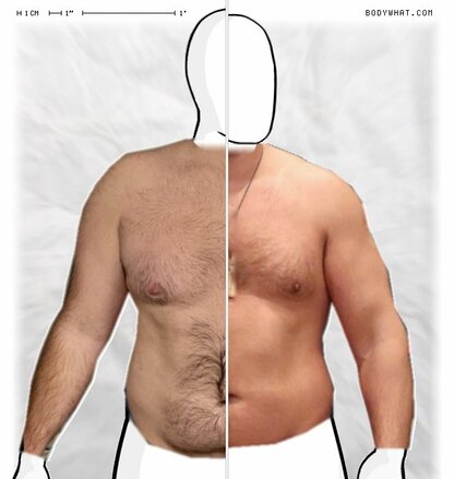 Torso Comparison