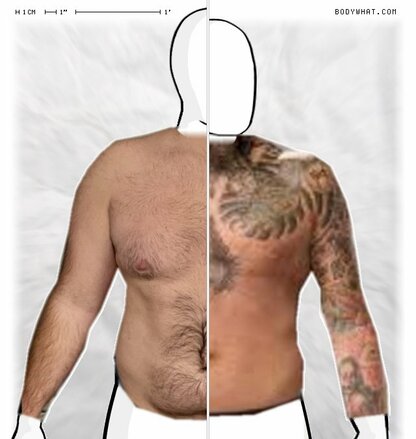 Torso Comparison