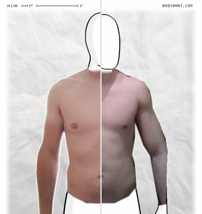 Torso Comparison