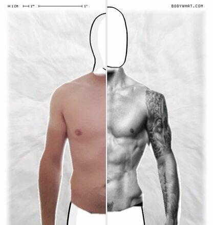 Torso Comparison
