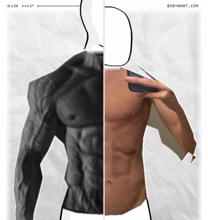 Torso Comparison