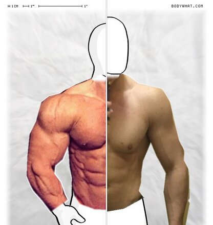 Torso Comparison