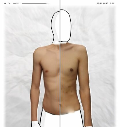 Torso Comparison