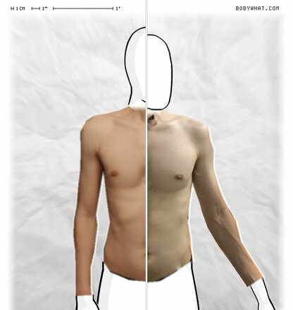 Torso Comparison