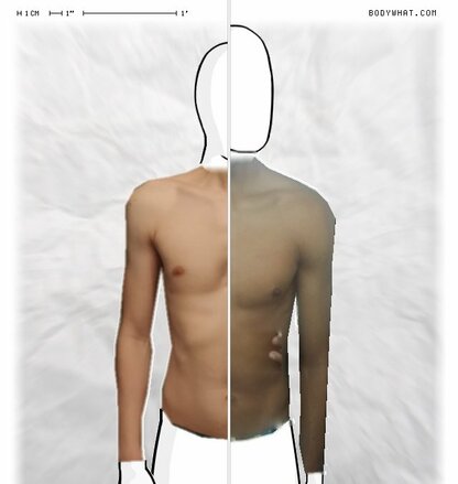 Torso Comparison