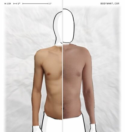 Torso Comparison