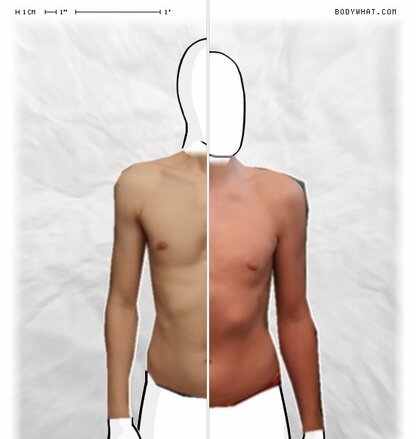 Torso Comparison