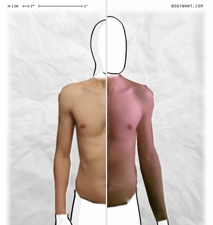 Torso Comparison