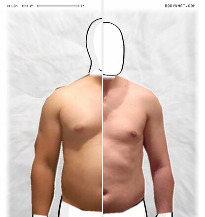 Torso Comparison