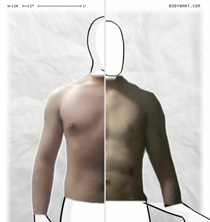 Torso Comparison