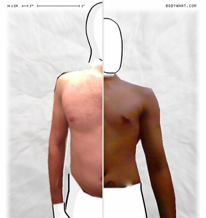 Torso Comparison