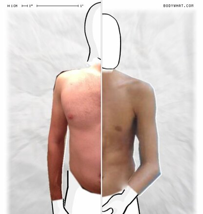 Torso Comparison